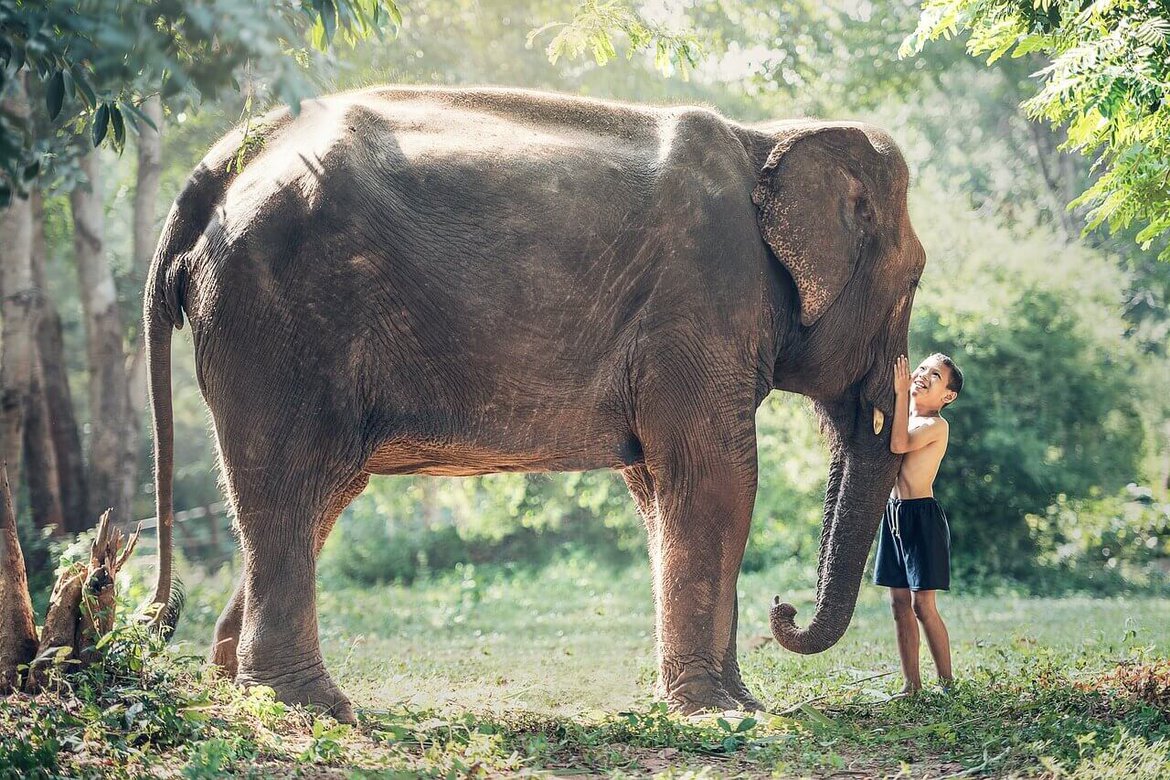 Elefante e bambino