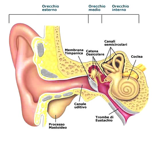 Come funziona l’udito,Salute uditiva,Apparecchi acustici,Audioprotesisti,Prevenzione perdita uditiva,Cura dell’udito